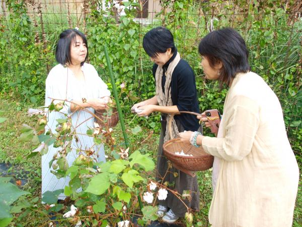 ふわふわ綿摘みとオーガニックコットンの糸紡ぎ