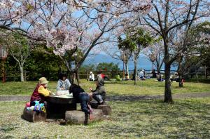 大友公園と桜