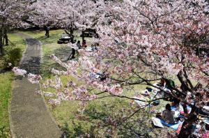 大友公園と桜2