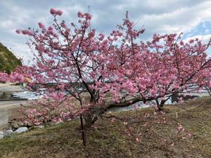 四浦半島の河津桜（令和６年）