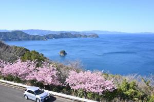 伐採後　河津桜
