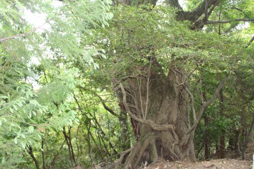 武速神社イロハモミジ　新緑の時期