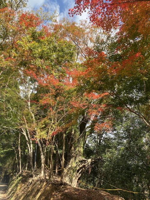 武速神社イロハモミジ　秋 (1)