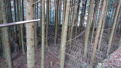 椎茸のホダ場（八戸への道・井崎川上流）