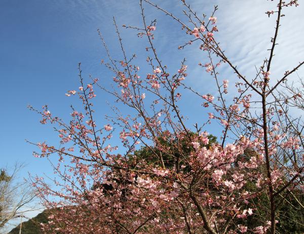 河津桜２月１１日