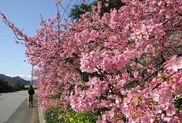 津久見 河津 桜