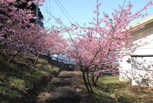 河津桜　越智小学校