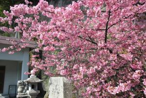 河津桜　田ノ浦