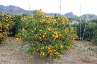 尾崎小ミカン先祖木