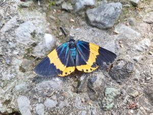 キオビエダシャク(成虫)