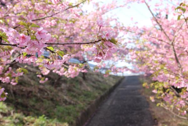 越智小学校