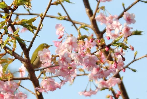 河津桜にメジロ