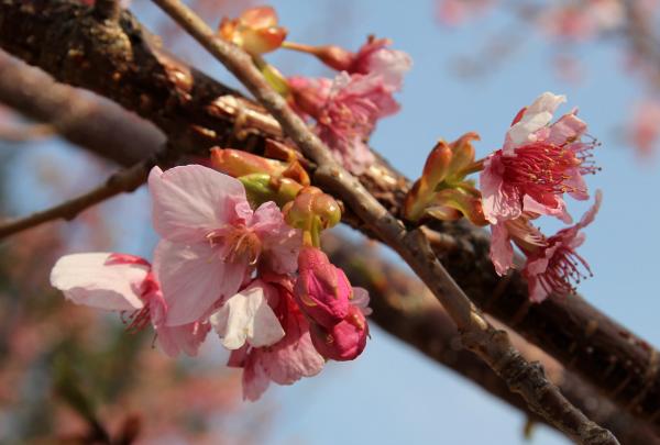 つぼみの状態の河津桜もあります