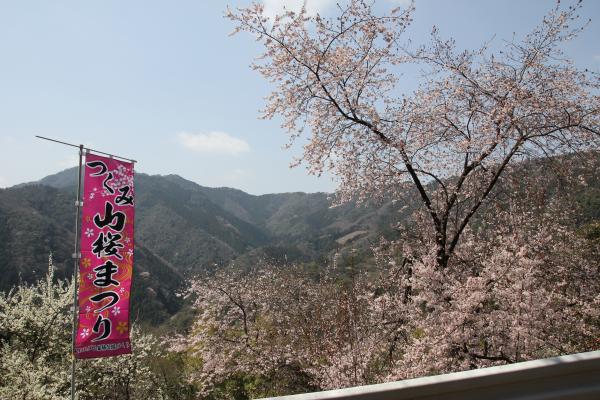 山桜
