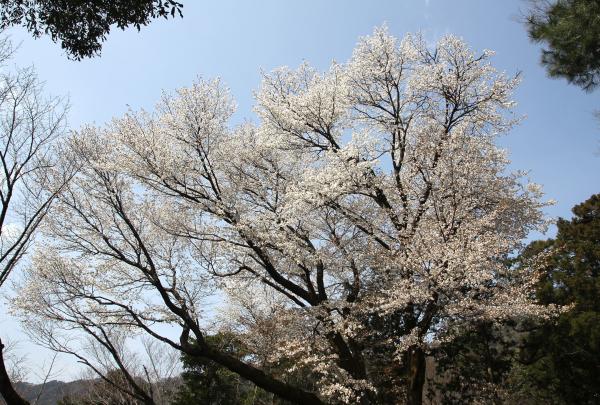 山桜