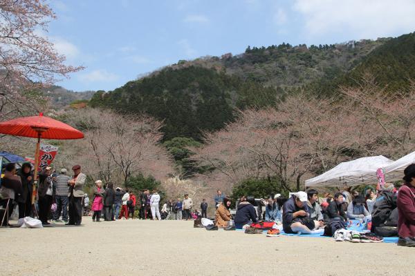 山桜まつり　会場の様子