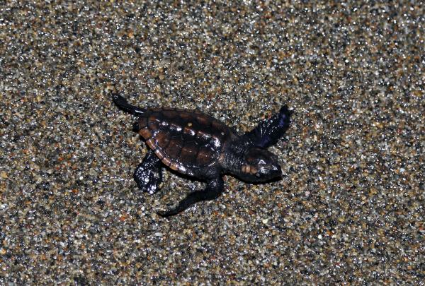 元気なウミガメ