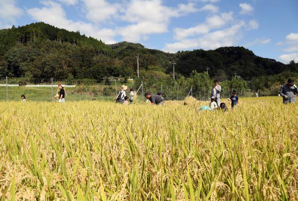 旧直川村の田んぼ