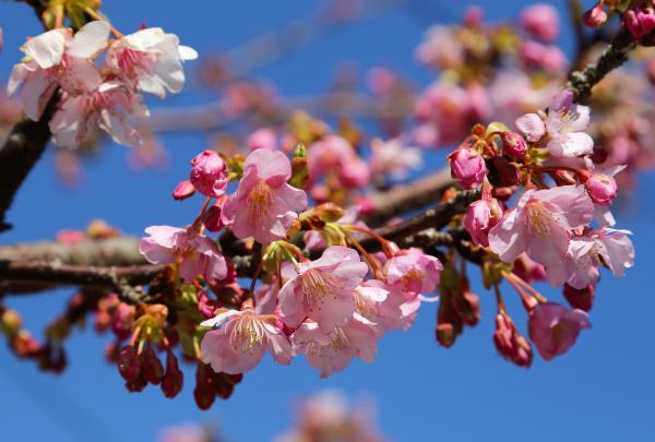 蔵谷の河津桜