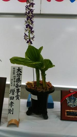 えびね写真