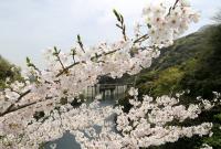 青江ダムの桜