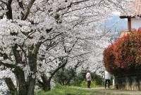 青江川の桜