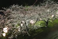 大友公園の桜