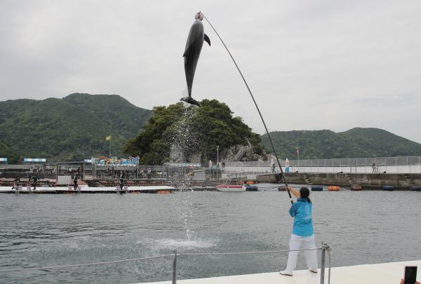 イルカ