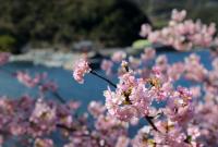 四浦半島の河津桜