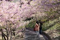 四浦半島の河津桜