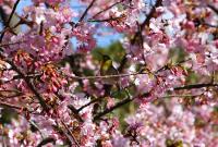 四浦半島の河津桜