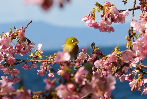 河津 桜 津久見