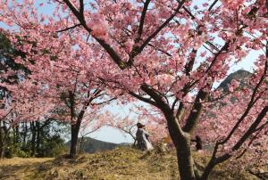 桜 津久見 河津 大分県津久見市「四浦（ようら）半島」と「河津桜」の魅力をご紹介！