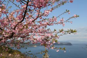 河津桜のポイント