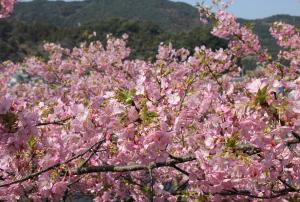 河津桜の写真です。