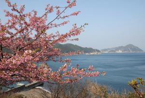 河津桜の写真です２