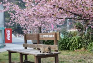 河津桜の写真です３