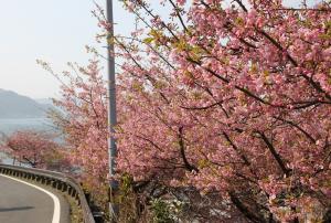 河津桜の写真です４