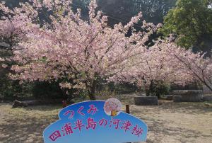 河津桜の写真です５