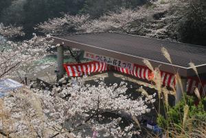 山桜まつり６