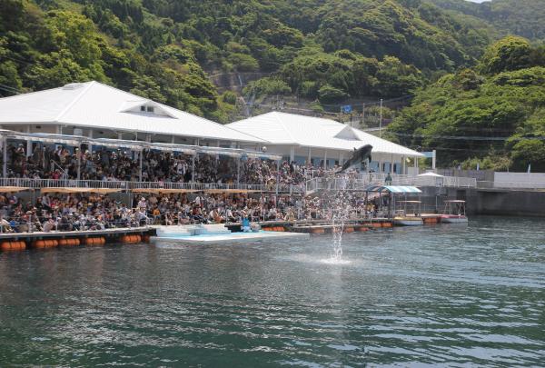 つくみイルカ島フェスティバルの様子です