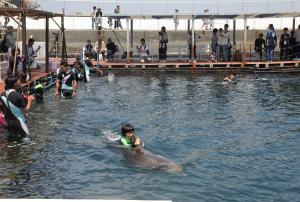 子ども達がイルカと気持ちよさそうに泳いでいます
