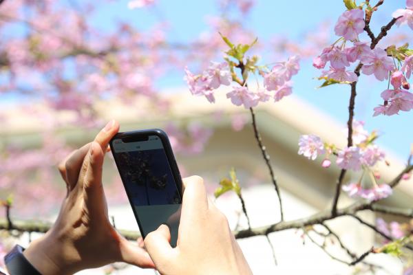 スマホ限定！河津桜を楽しむ撮影会