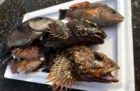 島ブラ・クロメ巻き体験・かんたん海遊び＋かずまき焼き体験