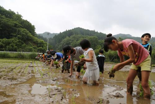 泥だらけになりながら田植えをしています