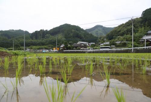 きれいな田園風景です