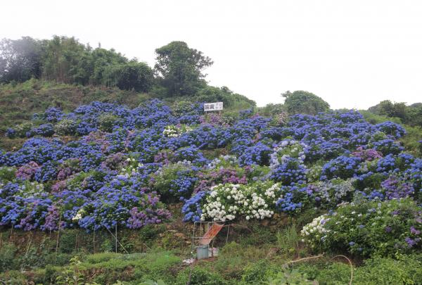 中田地区のあじさい畑です