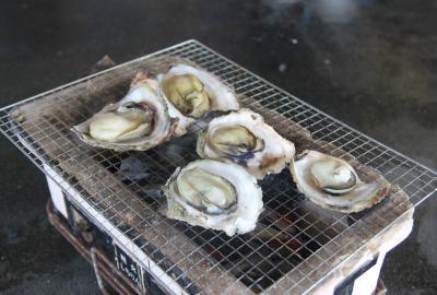 四浦の海で天然がきはとても美味です