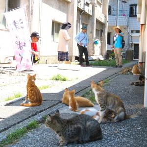 猫とふれあう島さんぽ