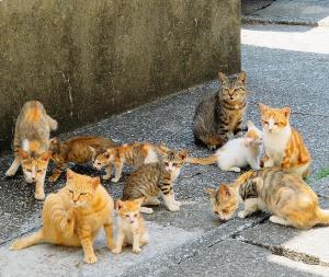猫とふれあう島さんぽ